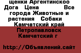 щенки Аргентинскоо Дога › Цена ­ 25 000 - Все города Животные и растения » Собаки   . Камчатский край,Петропавловск-Камчатский г.